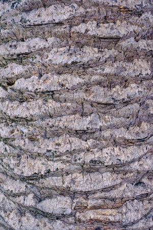 Large trunk of a palm tree with a detailed image of the structure of the bark of a tree