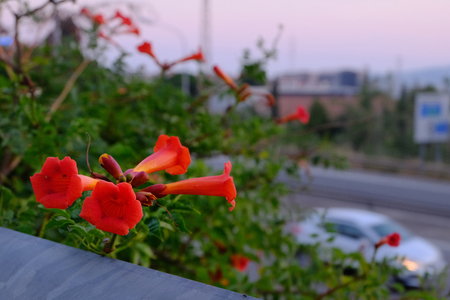 Red flower on a blurred evening background with a road and squealing along the road white carの写真素材