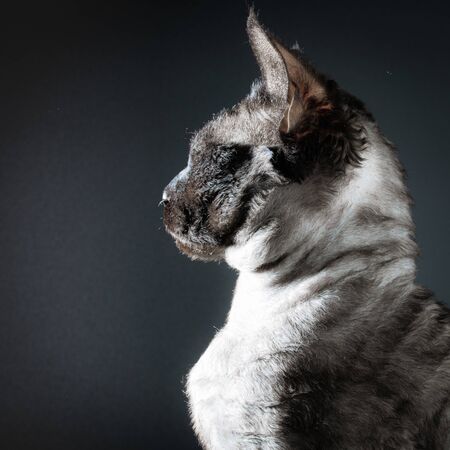 Devon Reks Cat Profile Portraitの写真素材