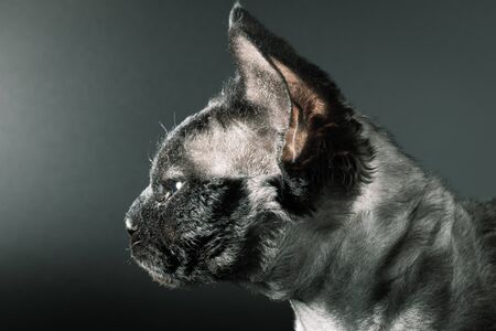 Devon Rex Cat Portraitの写真素材