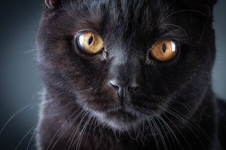 Black Britain cat with yellow eyesの写真素材