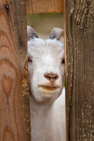 White goat looks over the fenceの写真素材