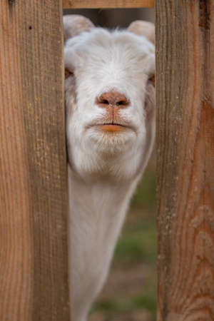 White goat looks over the fenceの写真素材