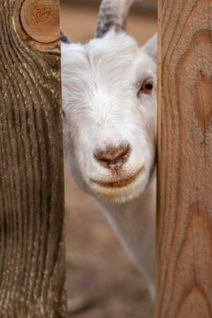 White goat looks over the fenceの写真素材