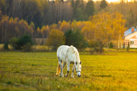 White horse grazing on green meadow at sunsetの写真素材