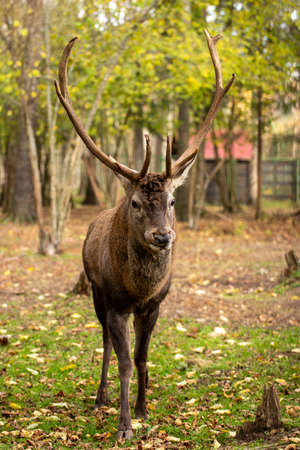 Deer on the outskirts of the villageの写真素材