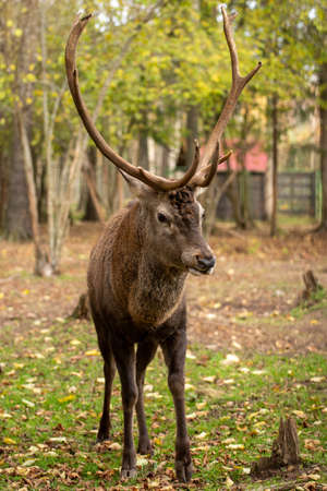 Deer on the outskirts of the villageの写真素材
