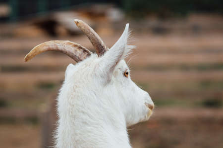 White goat portraitの写真素材