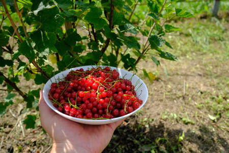 Hand holds a handmade ceramic plate with cherries and raspberries on a lavender field background.Fresh summer berries mix in ceramic plate.の写真素材