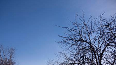 Silhouette of bare tree branches against the blue sky in winterの写真素材