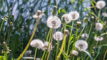 Dandelions in a meadow. Dandelion seeds close up.の写真素材