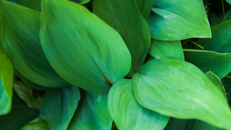 Green leaves of hosta in the garden, close-up.の写真素材