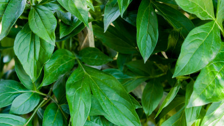 Pepper plant with green leaves closeup. Green pepper background.の写真素材