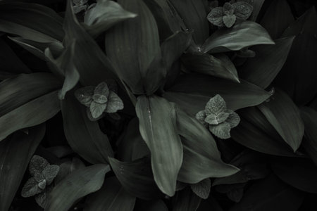 Black and white photo of leaves in the garden. abstract background.の写真素材