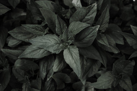 Black and white image of fresh basil leaves in black and white.の写真素材