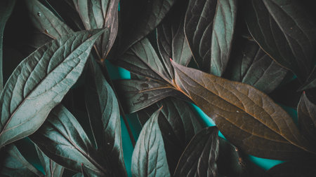 green leaves on blue background. Flat lay, top view, copy spaceの写真素材
