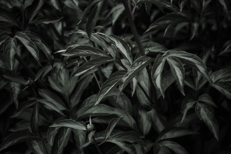 Black and white photo of green leaves. Abstract background for design.の写真素材