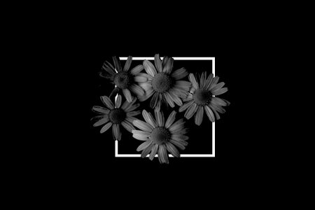 black and white daisies isolated on black background with white frameの写真素材