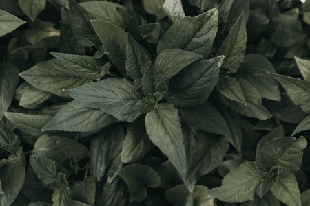 Close up of fresh green mint leaves. selective focus. Toned.の写真素材