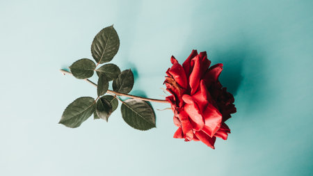 Red rose on a blue background. Flat lay, top view.の写真素材