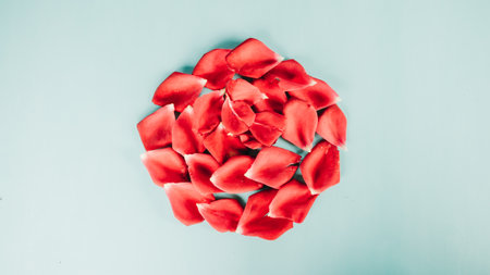 Red rose petals on a blue background. Flat lay, top view.の写真素材