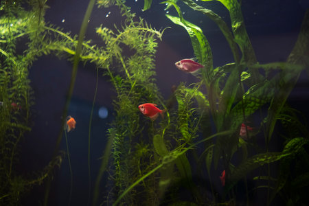Tropical fish in an aquarium with green plants and water.の写真素材