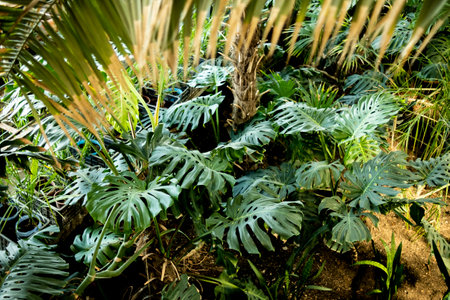 Tropical plants in the botanical garden. nature background.の写真素材