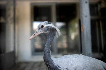 Portrait of a crane in the zoo. close-up.の写真素材