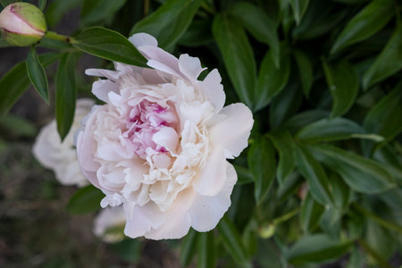 White peony flower in the garden. Peony flower background.の写真素材