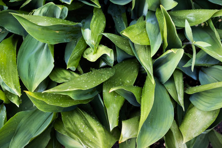 green leaves of lily-of-the-valley plant