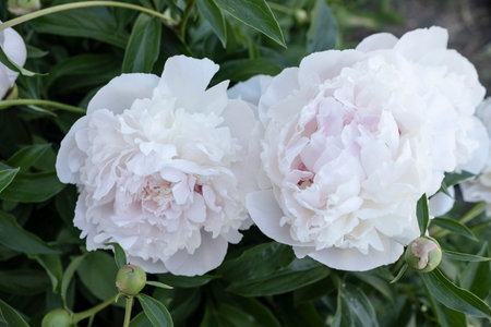 White peony flowers on a background of green leaves. close-up.の写真素材
