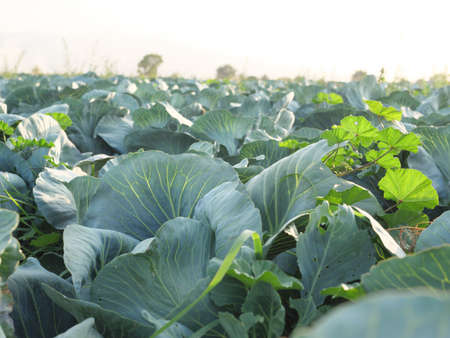 Heads of white cabbage growing in the field.の写真素材