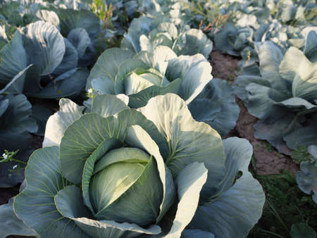 Heads of white cabbage growing in the field.の写真素材