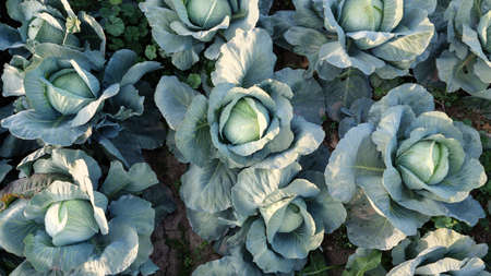 Heads of white cabbage growing in the field. Top view.の写真素材