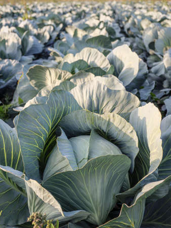 Heads of white cabbage growing in the field.の写真素材