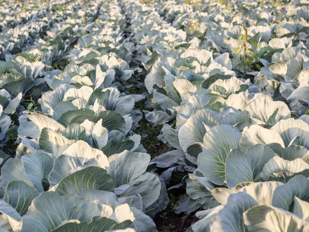 Heads of white cabbage growing in the field.の写真素材