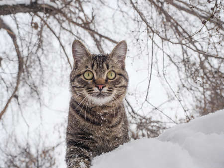 European Shorthair stands in the snow against the background of a tree.の写真素材