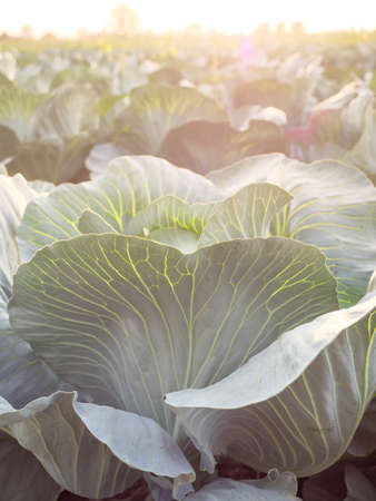 Heads of white cabbage growing in the field.の写真素材