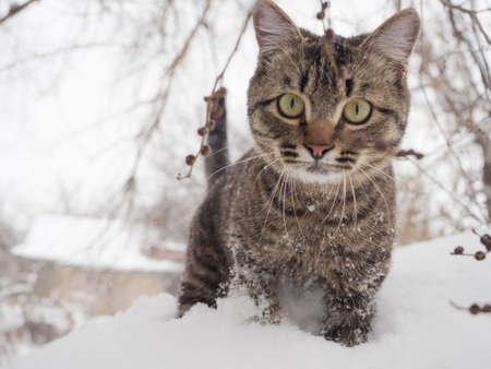 The European Shorthair stands in winter with snow on its coat.の写真素材