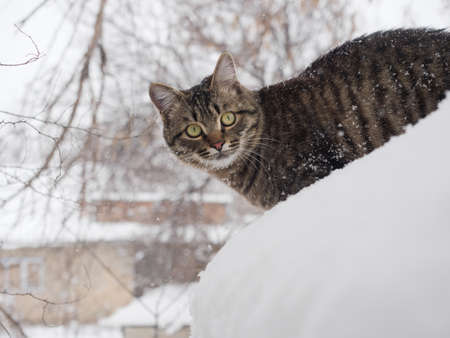 The European Shorthair stands in winter with snow on its coat.の写真素材