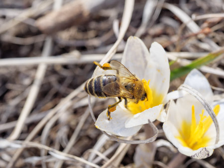 A honey bee with pollen on its legs pollinates the first flowers of snowdrops.