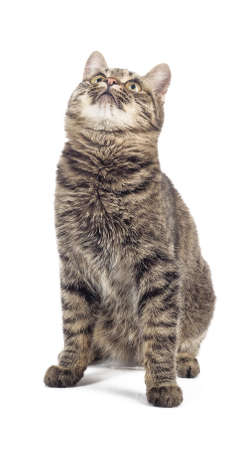 European shorthair on a white background.の写真素材