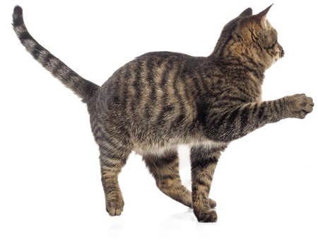 European shorthair on a white background.の写真素材