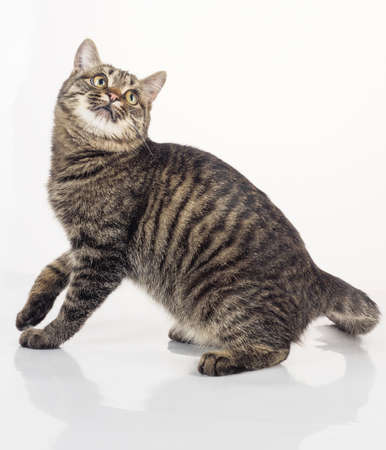 European shorthair on a white background.の写真素材