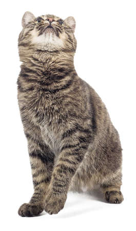 European shorthair on a white background.の写真素材