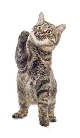 European shorthair on a white background.の写真素材
