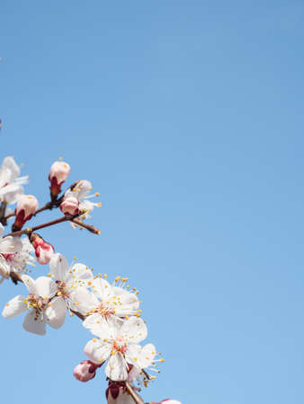 Branch of a blossoming tree on a blue background. Copy space.の写真素材