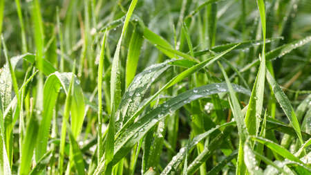 Green spring grass with dew drops. Green background.の写真素材