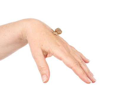 A snail is crawling along a woman's hand. Cosmetic product made from mucin snail mucus. Rejuvenation. Isolated.の写真素材