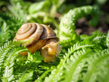 The snail is crawling on the green grass. Copy space.の写真素材
